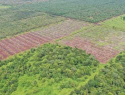 Hutan Rawa Tripa Terus Merosot, 26,78 Hektare Raib dalam Sepekan