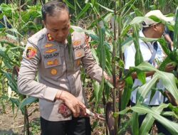 Polri Panen Raya Jagung di Eco Wisata Kapuk Muara, Wujud Nyata Ketahanan Pangan Nasional
