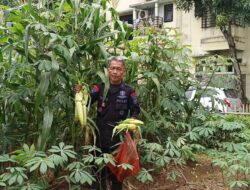Panen Jagung, Wujud Nyata Ketahanan Pangan Brimob Polda Metro Jaya