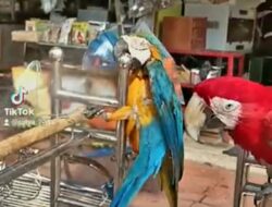 Pedagang Pasar Burung Barito Keberatan Relokasi ke Lenteng Agung