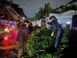 Brimob Polda Metro Jaya Sigap Evakuasi Pohon Tumbang di Kebayoran Baru, Arus Lalu Lintas Kembali Lancar