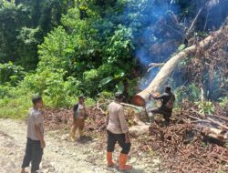 Kapolsek Tor Atas Bersama Personel dan Warga Bersihkan Jalan Akibat Pohon Tumbang