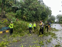 Satgas Kamseltibcarlantas Operasi Lilin Cartenz 2025 Cepat Tanggap Atasi Pohon Tumbang di Jayapura