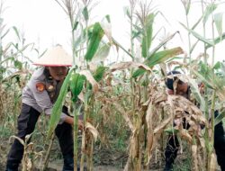 Polres Belitung Laksanakan Panen Raya Jagung Serentak Kuartal IV Tahun 2025