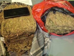 *POLDA METRO JAYA MENGGAGALKAN PEREDARAN 4,3 KG GANJA DI WILAYAH DEPOK*