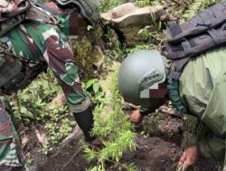 *Tim Gabungan Satgas Damai Cartenz, Polres Pegunungan Bintang dan TNI Temukan Ladang Ganja dalam Patroli Taktis*