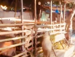 Trotoar Dipakai Berjualan Hewan Qurban, Warga Minta Satpol PP Bertindak