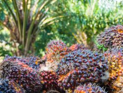 Harga Tampung TBS di PT Karya Tanah Subur Naik Jadi Rp3.090/Kg