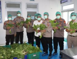 *Polda Metro Jaya Panen 82 Kilogram Pakcoy untuk Dukung Program Makan Bergizi Gratis*